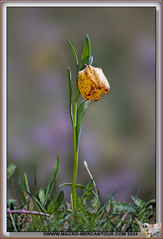 Fritillaire de Moggridge